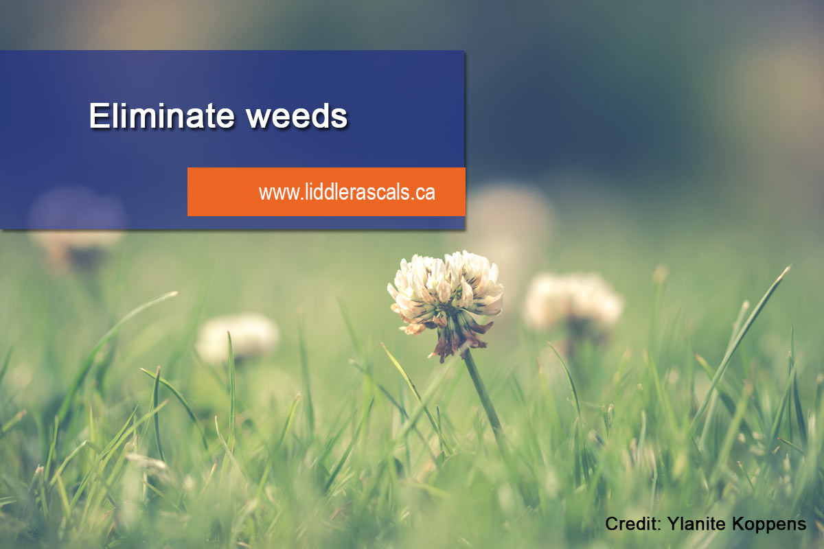 eliminate weed