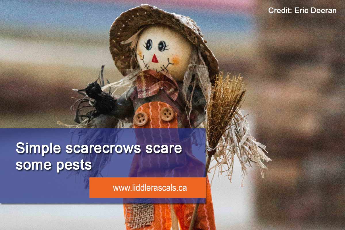 use scarecrows