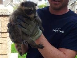 Wildlife Removal Liddle Rascals