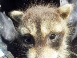 3 to 4 week old baby raccoon