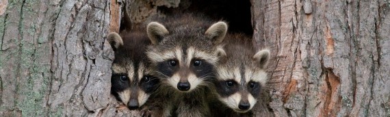 Raccoons Mating Soon: How to Remove Them