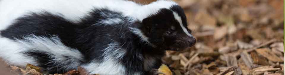 skunk removal liddle rascals