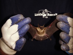 Liddle Rascals | Animal Removal Toronto