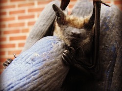 Bat Removal and Control Canada