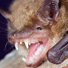 bats removal services