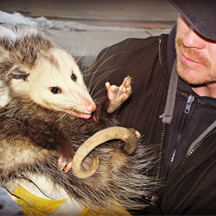 wildlife removal