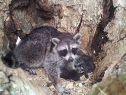 raccoon living in a hollowed out tree with her litter ofbabies
