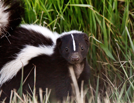 skunk removal liddle rascals