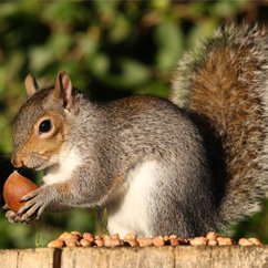 Squirrel Removal and Control Canada