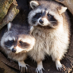 racoon removal