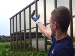 starling being released