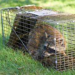 animal removal