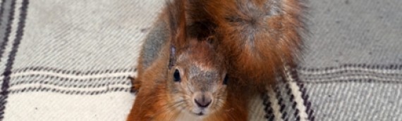 How to Solve Your Squirrels in the Attic Problem – For Good!