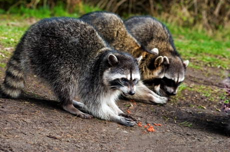 Top Facts on Wild Raccoons