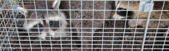 How To Safely Remove Unwanted Raccoons From Your Home