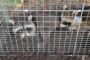 How To Safely Remove Unwanted Raccoons From Your Home