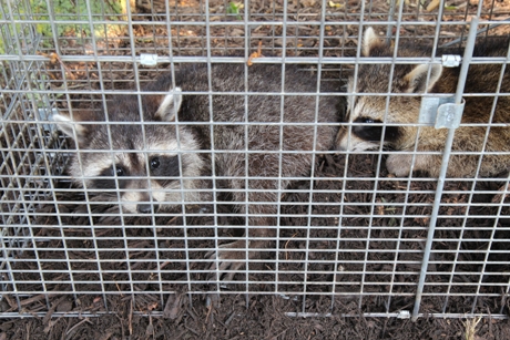 How To Safely Remove Unwanted Raccoons From Your Home 