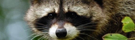 Top Facts on Wild Raccoons