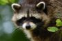 Top Facts on Wild Raccoons