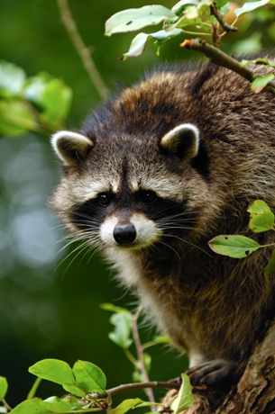 Top Facts on Wild Raccoons