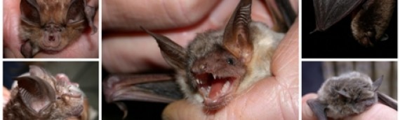 10 Interesting Facts About Wild Bats
