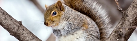 24 Squirrel Families Are Native Canadians Who Don’t Migrate South for Winters