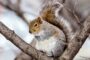 24 Squirrel Families Are Native Canadians Who Don't Migrate South for Winters