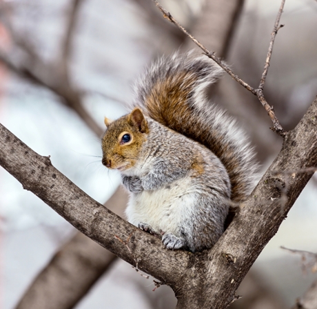 24 Squirrel Families Are Native Canadians Who Don't Migrate South for Winters