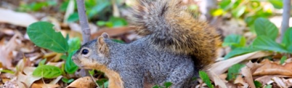 Effective Tips on How to Keep Squirrels Out of Your Garden