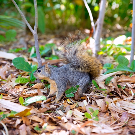 24 Squirrel Families Are Native Canadians Who Don't Migrate South for Winters