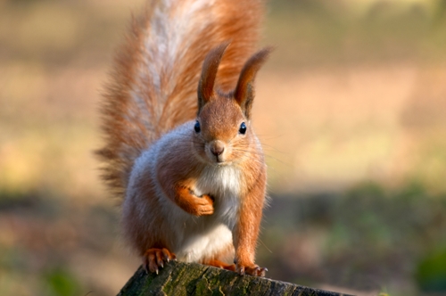 24 Squirrel Families Are Native Canadians Who Don't Migrate South for Winters