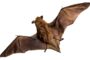 Types of Bats Found in Canada