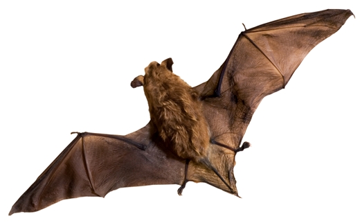 Types of Bats Found in Canada