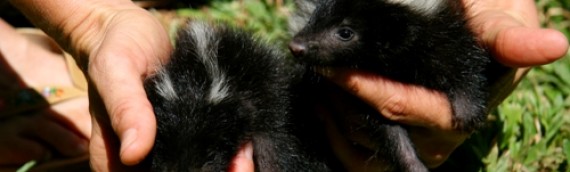 Suburban Skunks Dwell in Window Wells