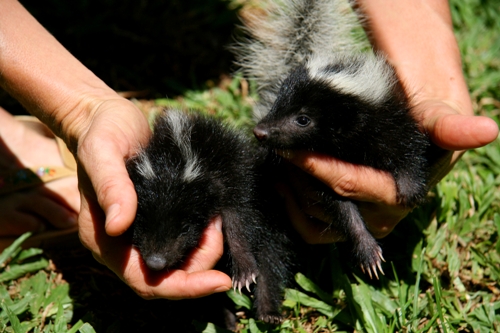 Every Stinking thing you need to know about Skunks