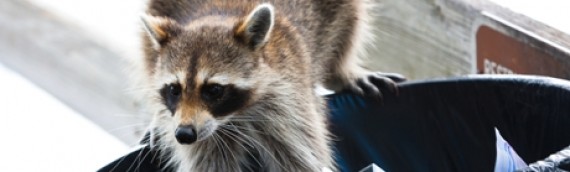 Home Safety Tips That Keep Raccoons At Bay