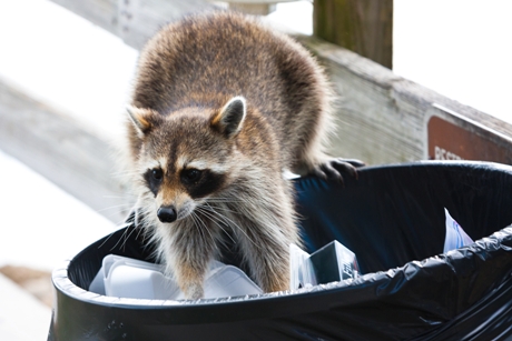 Home Safety Tips That Keep Racoons At Bay