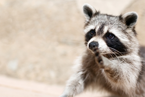Home Safety Tips That Keep Racoons At Bay