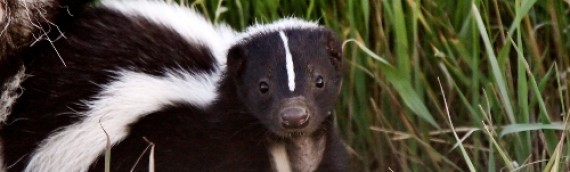 7 stinking facts about skunks