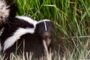 Every Stinking thing you need to know about Skunks