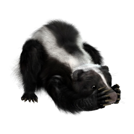 Every Stinking thing you need to know about Skunks