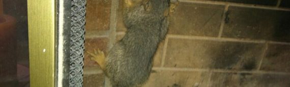 Squirrels Venture into Ventilation Systems