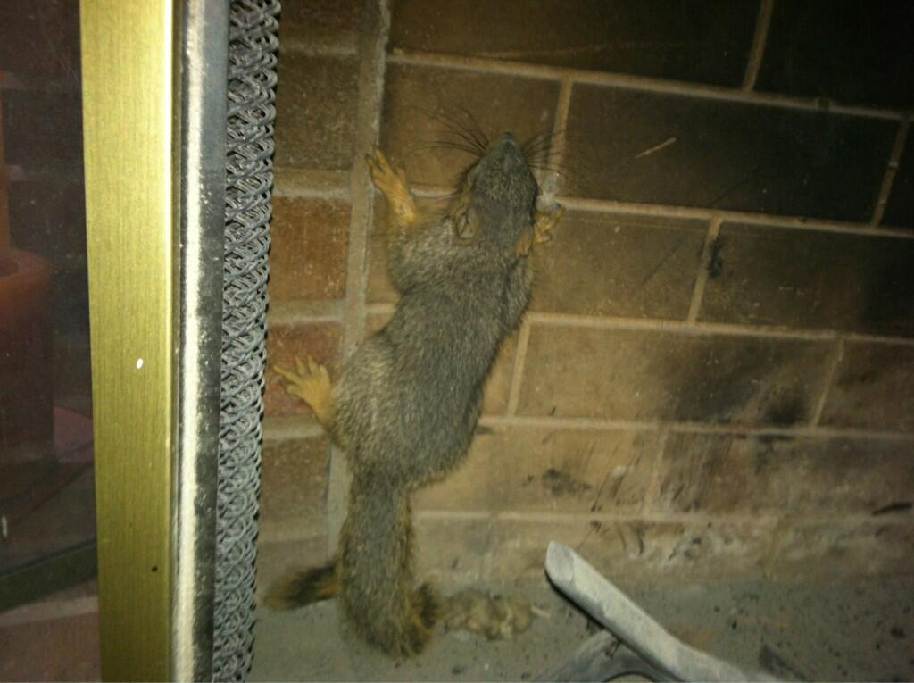Is a Squirrel Stuck in Your Fireplace? Don't Panic!