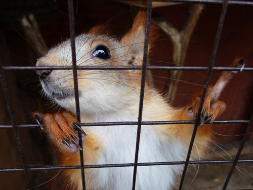 Is a Squirrel Stuck in Your Fireplace? Don't Panic!