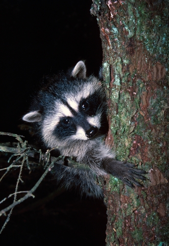 4 Things to Know about Nocturnal Animals Disrupting your Day