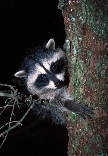 4 Things To Know About Nocturnal Animals Disrupting Your Day 4 Things To Know About Nocturnal Animals Disrupting Your Day