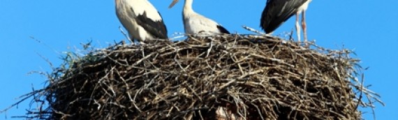 Removing Birds From Your Fireplace Safely And Effectively