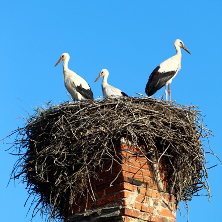 Removing Birds From Your Fireplace Safely And Effectively