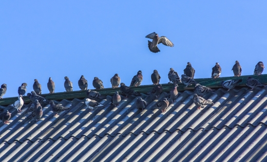 Removing Birds From Your Fireplace Safely And Effectively