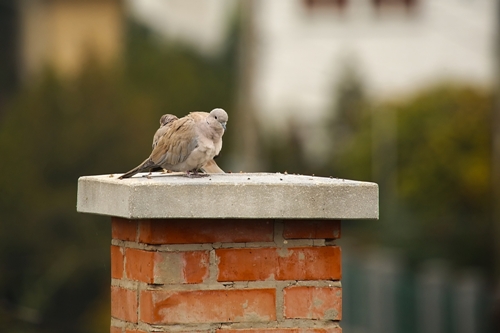 Removing Birds From Your Fireplace Safely And Effectively